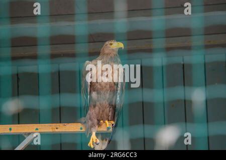 Aquile Un genere di rapaci della famiglia dei falchi. Aquila calva haliaeetus leucocephalus su una cima dell'albero, whitehorse, yukon, canada Foto Stock