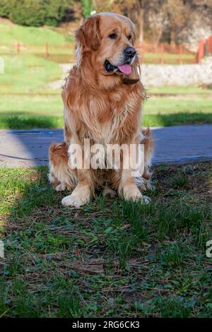 Golden Retriever seduto sull'erba Foto Stock