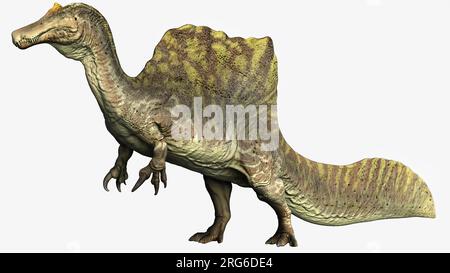 Spinosaurus dinosauro, vista laterale su sfondo bianco. Foto Stock