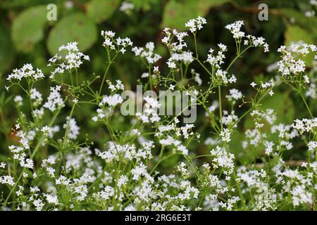 Galium cresce in un prato in natura Foto Stock