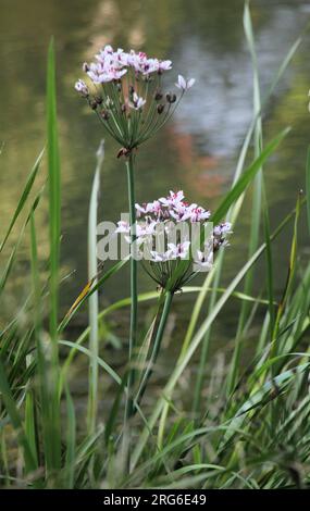 La pianta acquatica Butomus umbellatus cresce sulla riva del bacino idrico Foto Stock