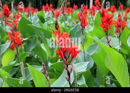 In estate, i cannas rossi fioriscono nel letto di fiori Foto Stock