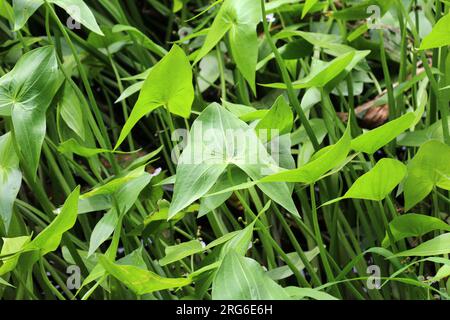 La pianta acquatica selvatica Sagittaria sagittifolia cresce in acqua a flusso lento Foto Stock