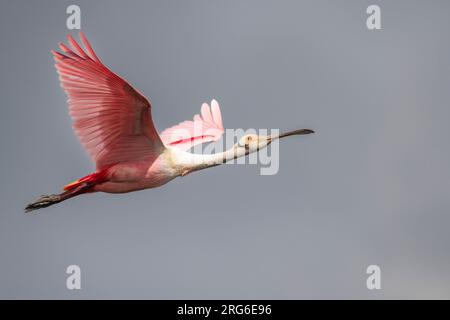 Roseate Spoonbill (Ajaia ajaja), Flying, Florida, USA, by Dominique Braud/Dembinsky Photo Assoc Foto Stock