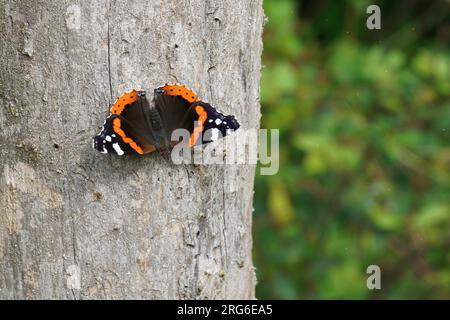 Primo piano naturale su una colorata farfalla Admiral rossa, Vanessa atalanta, che si riscalda su un tronco di albero con ali sparse Foto Stock