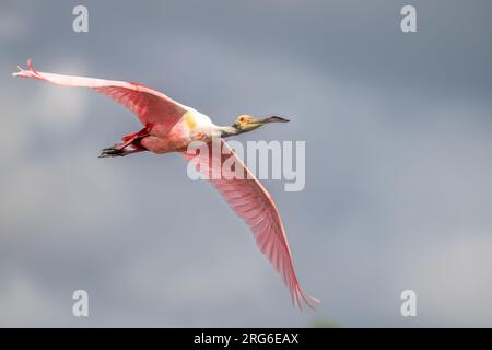 Roseate Spoonbill (Ajaia ajaja), Flying, Florida, USA, by Dominique Braud/Dembinsky Photo Assoc Foto Stock