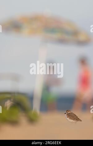 Uccello sulla spiaggia, giovane kentish plover. Foto Stock