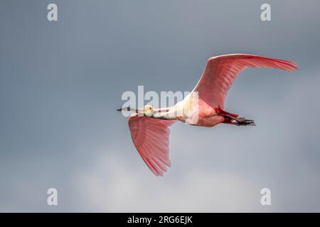 Roseate Spoonbill (Ajaia ajaja), Flying, Florida, USA, by Dominique Braud/Dembinsky Photo Assoc Foto Stock