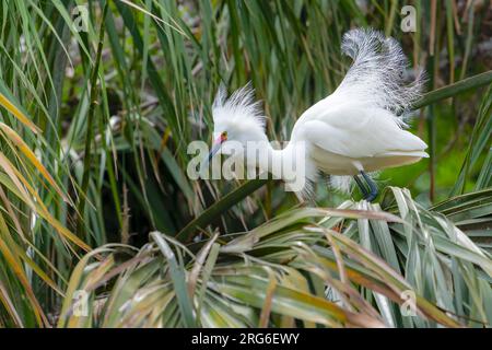 Egret nevoso (Egretta thula) in plumage di riproduzione, aprile, Florida, USA, di Dominique Braud/Dembinsky Photo Assoc Foto Stock