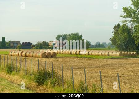 Sul campo vicino all'azienda, i rulli pressati di paglia sono disposti di fila. Foto Stock