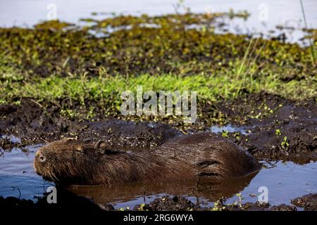 Osservando un capybara nel suo habitat naturale, l'Esteros del Ibera, una palude e paradiso per gli amanti della natura e degli uccelli in Argentina, Sud America Foto Stock