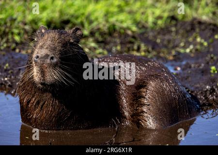 Osservando un capybara nel suo habitat naturale, l'Esteros del Ibera, una palude e paradiso per gli amanti della natura e degli uccelli in Argentina, Sud America Foto Stock