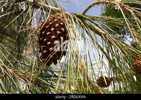 Cono di pino digger Pinus sabiniana o Pinus sabineana, California Foothill Pine Foto Stock