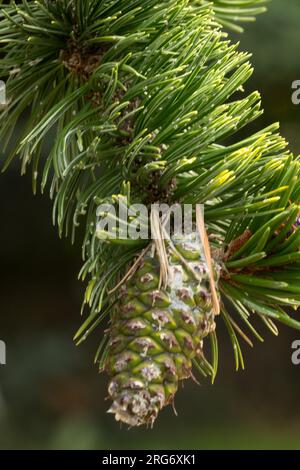 Rocky Mountain Bristlecone, Pine Cone, Pinus aristata cono femmina Foto Stock