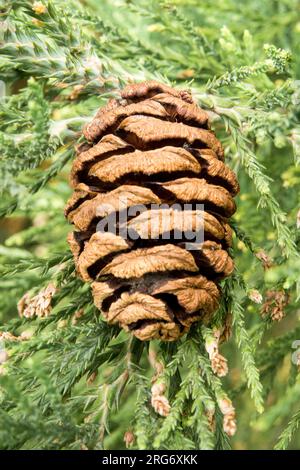 Sequoiadendron giganteum Cone Foto Stock