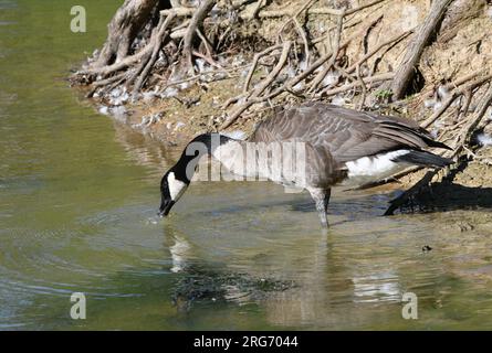 Le oche canadesi bevono. Foto Stock