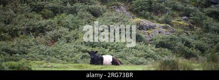 Un Belted Galloway, una tradizionale razza scozzese di bovini da manzo. Derivano dal bestiame di Galloway della regione di Galloway, nel sud-ovest della Scozia, nel corso superiore della Duddon Valley, Lake District National Park, Cumbria, Regno Unito. montagne, colline, passeggiate, arrampicate, laghi, cumbrian.Credit: Terry Waller/Alamy Live News Foto Stock