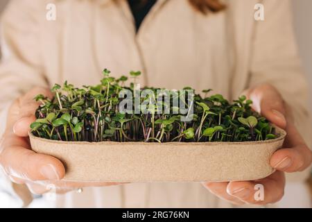 Primo piano di una donna irriconoscibile in possesso di un contenitore di carta con microverde coltivato in casa; stile di vita sostenibile e sano Foto Stock