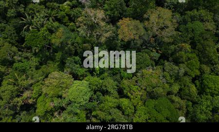 Le foreste amazzoniche hanno grandi alberi che forniscono ossigeno al mondo Foto Stock