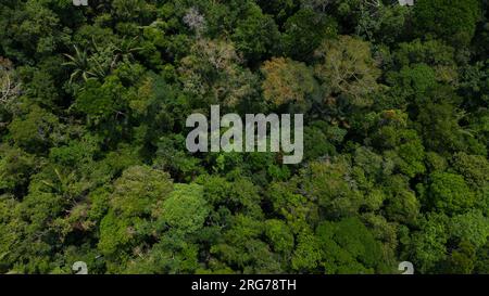 Le foreste amazzoniche hanno grandi alberi che forniscono ossigeno al mondo Foto Stock