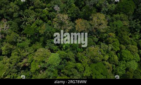 Le foreste amazzoniche hanno grandi alberi che forniscono ossigeno al mondo Foto Stock