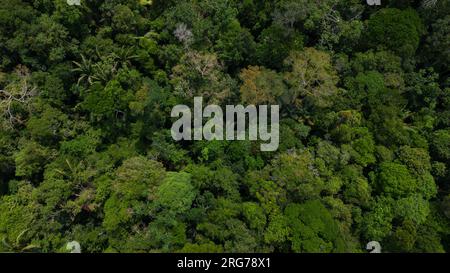 Le foreste amazzoniche hanno grandi alberi che forniscono ossigeno al mondo Foto Stock