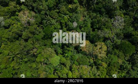 Le foreste amazzoniche hanno grandi alberi che forniscono ossigeno al mondo Foto Stock