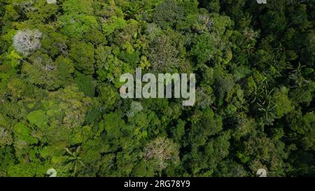 Le foreste amazzoniche hanno grandi alberi che forniscono ossigeno al mondo Foto Stock