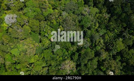 Le foreste amazzoniche hanno grandi alberi che forniscono ossigeno al mondo Foto Stock