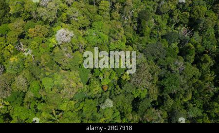 Le foreste amazzoniche hanno grandi alberi che forniscono ossigeno al mondo Foto Stock