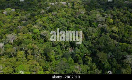 Le foreste amazzoniche hanno grandi alberi che forniscono ossigeno al mondo Foto Stock