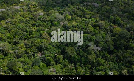 Le foreste amazzoniche hanno grandi alberi che forniscono ossigeno al mondo Foto Stock