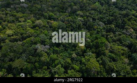 Le foreste amazzoniche hanno grandi alberi che forniscono ossigeno al mondo Foto Stock