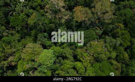 Le foreste amazzoniche hanno grandi alberi che forniscono ossigeno al mondo Foto Stock