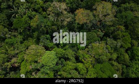 Le foreste amazzoniche hanno grandi alberi che forniscono ossigeno al mondo Foto Stock