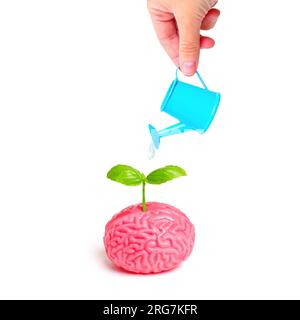 Le mani innaffiano delicatamente un modello anatomico del cervello umano utilizzando una bomboletta blu in miniatura. Una giovane pianta spara simbolicamente germogli dalla b Foto Stock