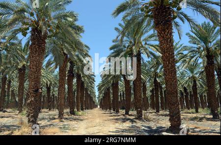 Fattoria di palme da dattero a Kibbutz Kalya vicino al Mar morto, Rift Valley, Israele. Foto Stock