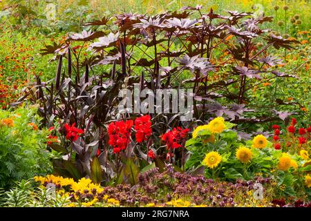 Fiori colorati orti annuali e piante perenni giallo, viola rosso canna girasoli olio di ricino miglio in un giardino di metà estate Foto Stock