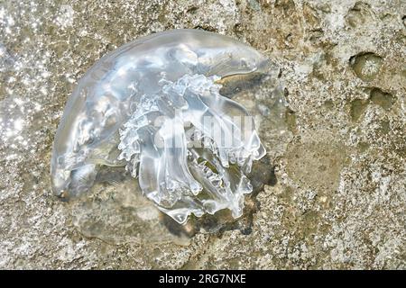 Meduse sdraiate sulle rocce soleggiate della spiaggia di mare. Meduse pruriginose trasparenti lavate con acqua sulla superficie della spiaggia, sulla soleggiata vista superiore del resort sul mare Foto Stock