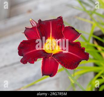 'Chicago Blackout' Daylily, Daglilja (Hemerocallis) Foto Stock