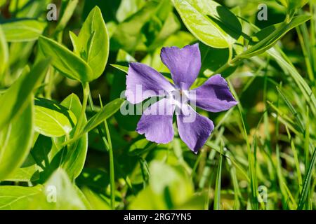 Großes Immergrün, Grosses Immergrün, vinca Major, periwinkle bigleaf, large periwinkle, maggiore perturbazione, perturbazione blu, la grande pervenche Foto Stock
