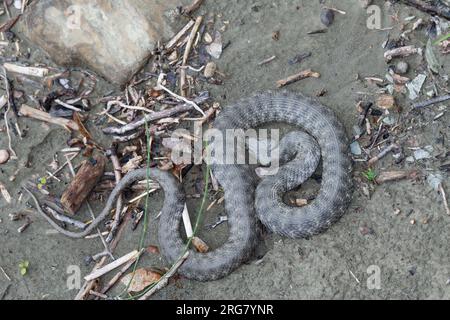 Würfelnatter, Würfel-Natter, Natter, Natrix tessellata, dice serpente, serpente d'acqua, tessellée la Couleuvre Foto Stock