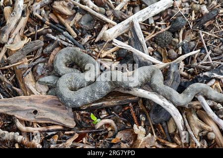 Würfelnatter, Würfel-Natter, Natter, Natrix tessellata, dice serpente, serpente d'acqua, tessellée la Couleuvre Foto Stock