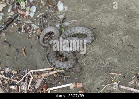 Würfelnatter, Würfel-Natter, Natter, Natrix tessellata, dice serpente, serpente d'acqua, tessellée la Couleuvre Foto Stock