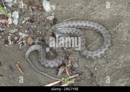 Würfelnatter, Würfel-Natter, Natter, Natrix tessellata, dice serpente, serpente d'acqua, tessellée la Couleuvre Foto Stock