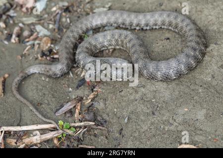 Würfelnatter, Würfel-Natter, Natter, Natrix tessellata, dice serpente, serpente d'acqua, tessellée la Couleuvre Foto Stock