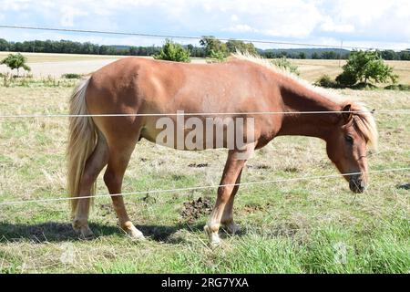 cavallo bruno su prati asciutti in estate Foto Stock