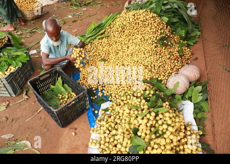 Dhaka, Bangladesh. 25 luglio 2023. Gli agricoltori raccolgono uva birmana in un frutteto a Narsingdi, Bangladesh, 8 agosto 2023. Foto di Habibur Rahman/ABACAPRESS.COM Credit: Abaca Press/Alamy Live News Foto Stock