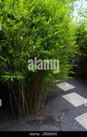 Evergreen, Bamboo, Fargesia murielae, moderno, orto vegetale Foto Stock