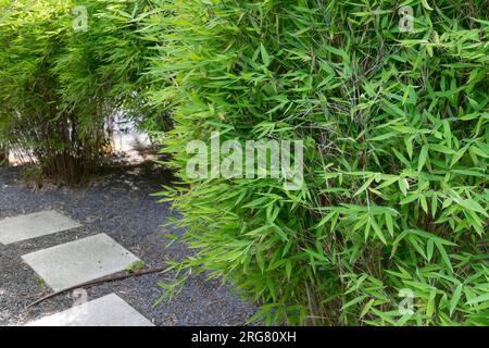 Piccolo giardino di bambù, bambù di Fargesia, bambù di Fargesia, bambù di Fargesia murielae, bambù di tipo erba, bambù di Fargesia moderna, Evergreen che cresce in giardino di ghiaia Foto Stock